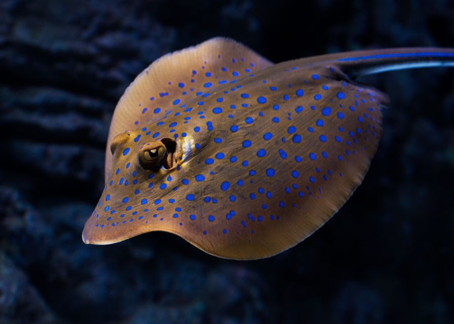 Cairns: Guided Twilight Tour of the Aquarium - Who will get the most from this tour?