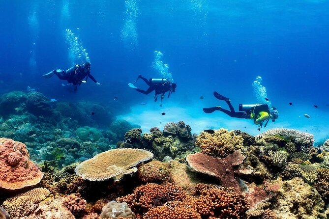 Cairns Half Day Tour a Great Barrier Reef Snorkeling Experience - How this compares with a full-day reef outing