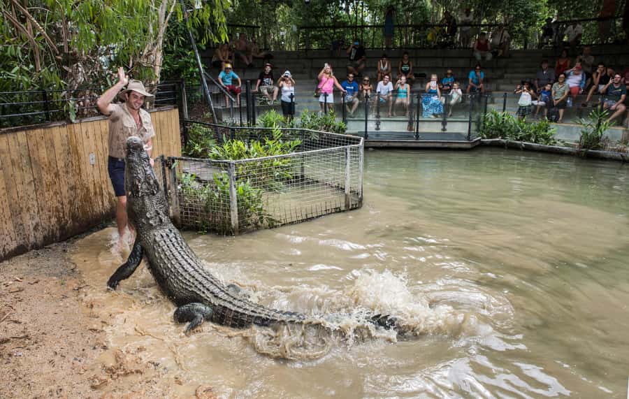 Cairns: Hartley's Crocodile Adventures Visit with Transfer - Why Hartley’s is worth the trip from Cairns