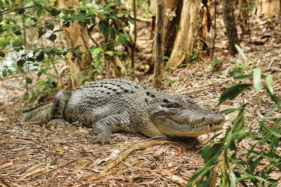 Cairns: Hartley's Crocodile Adventures Visit with Transfer - Entering the park and planning your afternoon