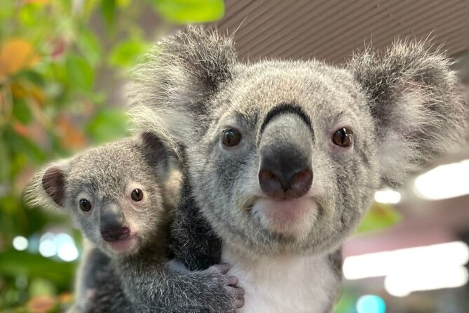 Cairns Koalas & Creatures at the Pier - Key points to know before you go