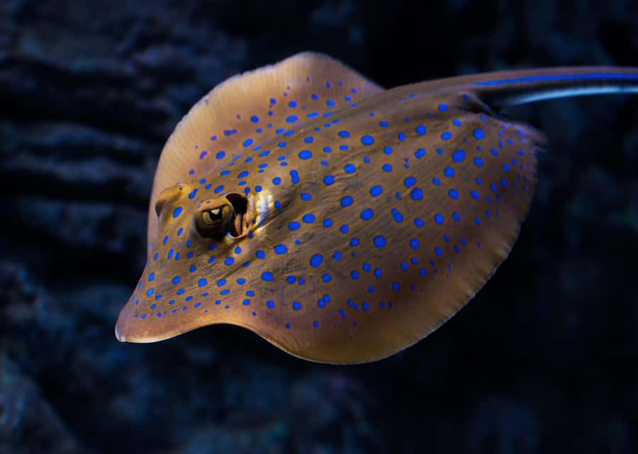 Cairns: Night at the Aquarium Guided Tour & 2 Course Dinner - Timing, access, and who should book