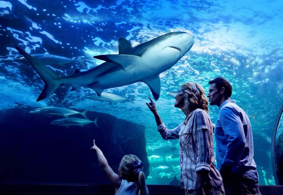 Cairns: Night at the Aquarium Guided Tour & 2 Course Dinner - How this compares with a normal aquarium visit