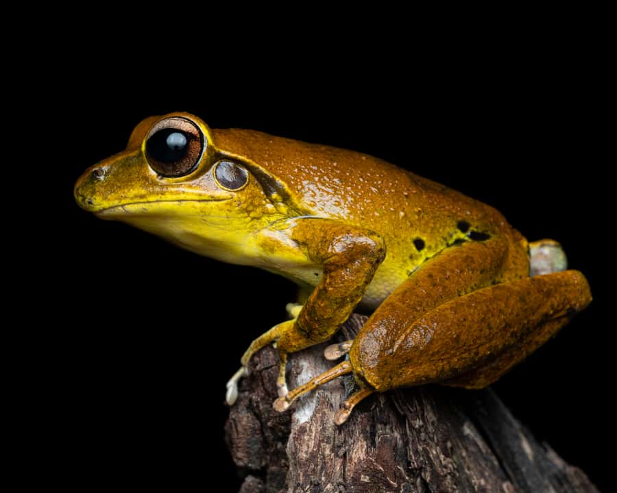 Cairns: Night Walk in Cairns Botanic Gardens - Final call: book it if you want Cairns after dark