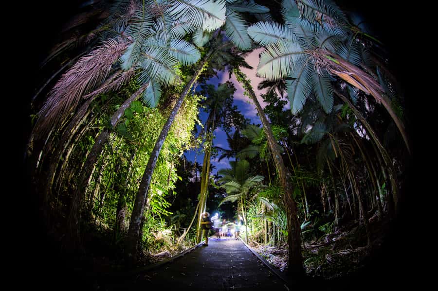 Cairns: Night Walk in Cairns Botanic Gardens - A two-hour route through the rainforest boardwalk