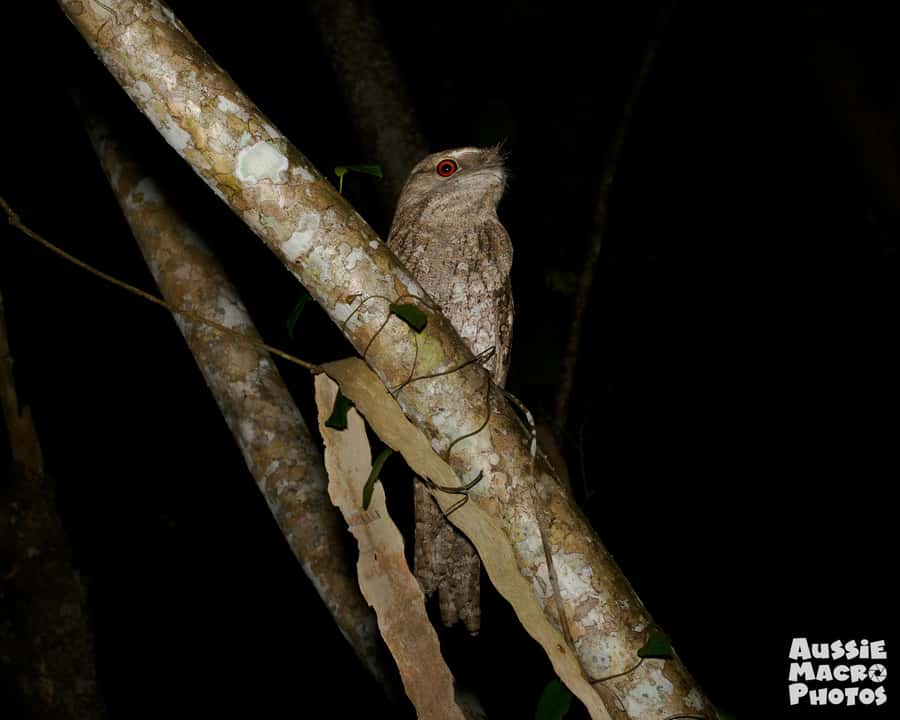 Cairns: Night Walk in Cairns Botanic Gardens - Photography, from phone snapshots to macro work