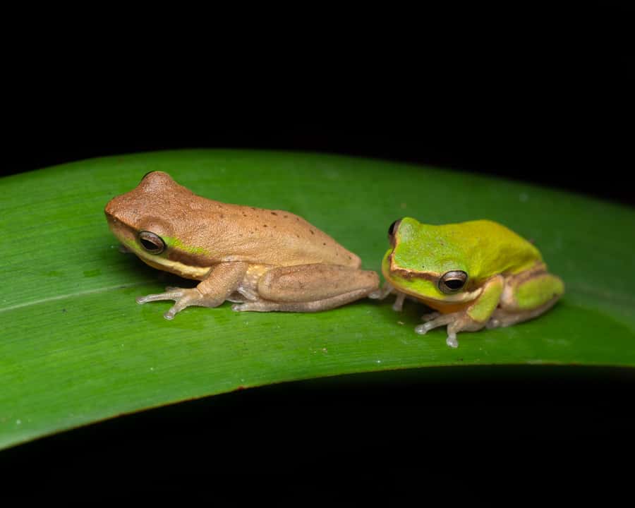 Cairns: Night Walk in Cairns Botanic Gardens - Who will get the most from this experience