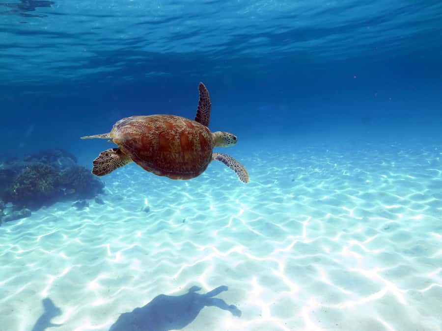 Cairns: Ocean Spirit Great Barrier Reef Full Day Tour - Key things to know before you book