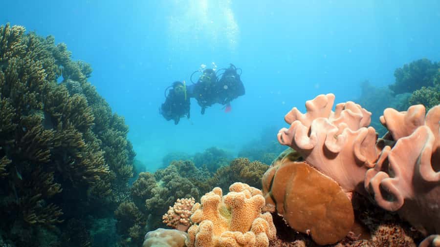 Cairns: Ocean Spirit Great Barrier Reef Full Day Tour - Practical details that make the day easier