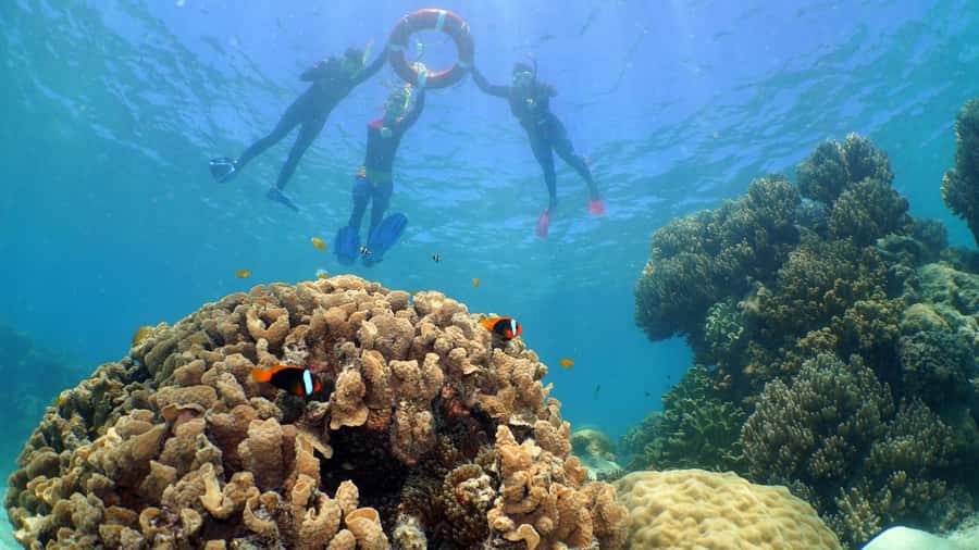 Cairns: Ocean Spirit Great Barrier Reef Full Day Tour - Optional introductory scuba and guided snorkeling