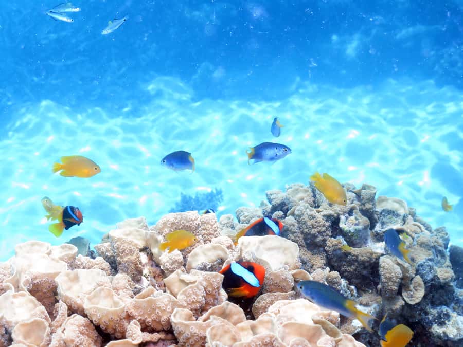 Cairns: Ocean Spirit Great Barrier Reef Full Day Tour - What the $182 price really buys you