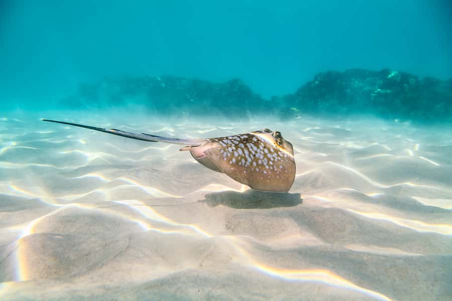 Cairns: Outer and Coral Cay Snorkel and Dive Cruise - Upolu Cay and the Aquarium area