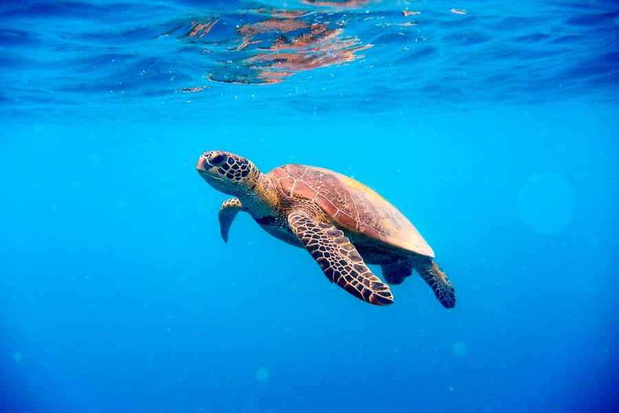 Cairns: Outer and Coral Cay Snorkel and Dive Cruise - The optional certified and introductory sessions
