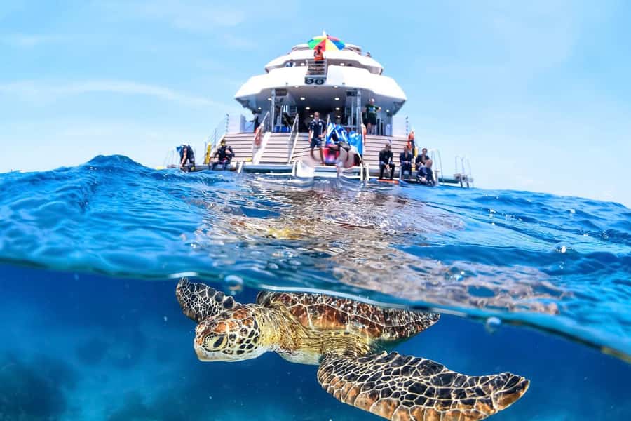Cairns: Outer Great Barrier Reef Full-Day Tour with Lunch - Why two Great Barrier Reef sites matter