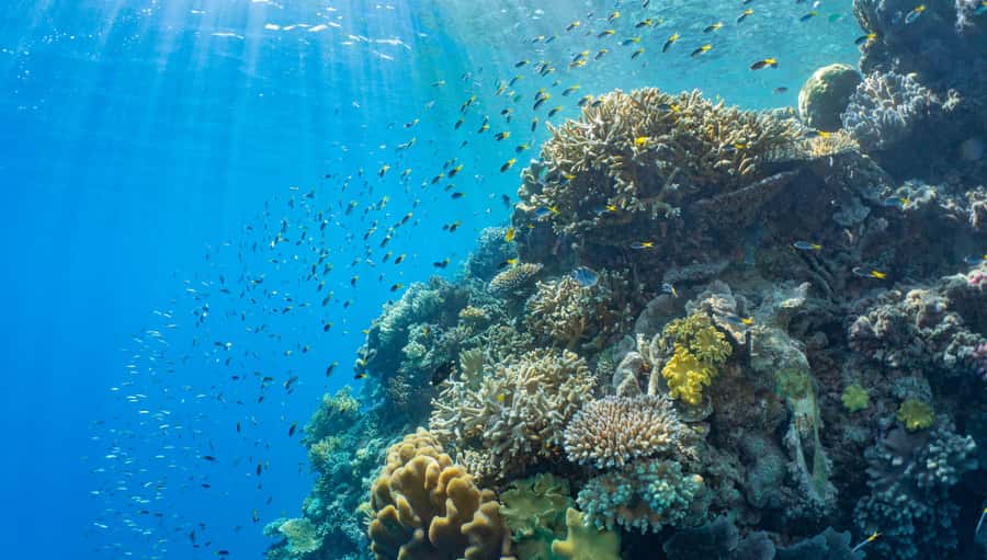 Cairns: Outer Great Barrier Reef Pontoon with Activities - Quick points to know before booking
