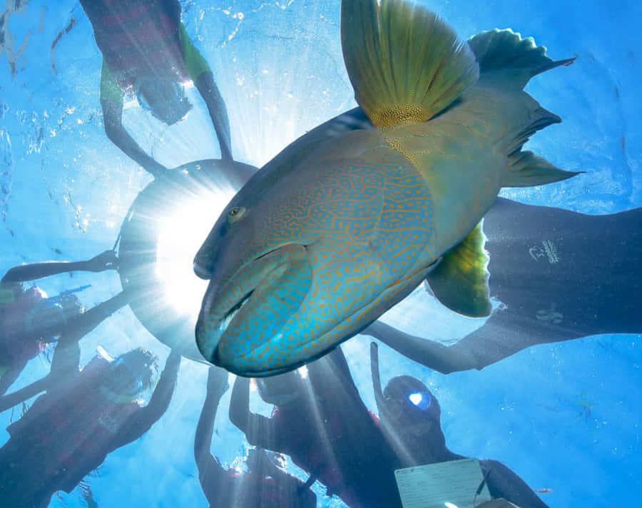 Cairns: Outer Great Barrier Reef Pontoon with Activities - Snorkeling with a life jacket and marked swim area