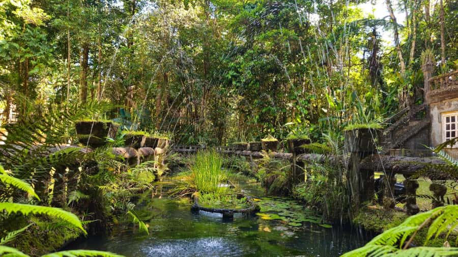 Cairns: Paronella, Lake Barrine & Millaa Millaa Falls Tour - The early start and climb through the rainforest