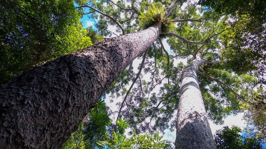 Cairns: Paronella, Lake Barrine & Millaa Millaa Falls Tour - What to pack for the changing conditions