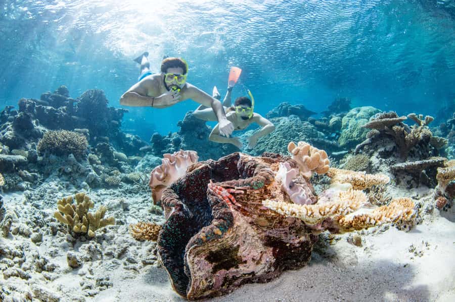 Cairns: Silverswift 3 Great Barrier Reef Sites in 1 Day - Three reef sites make the day worthwhile
