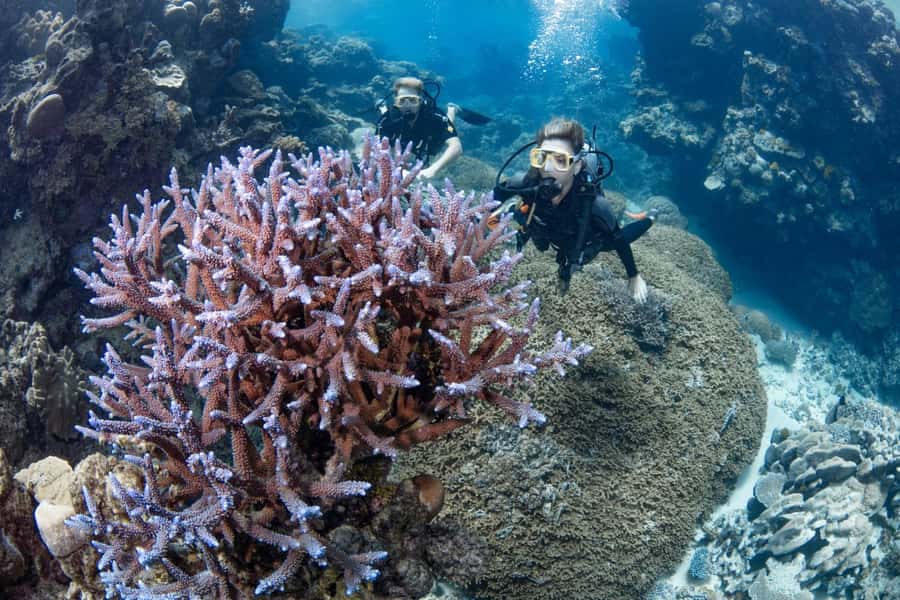 Cairns: Silverswift 3 Great Barrier Reef Sites in 1 Day - Practical booking advice before you commit