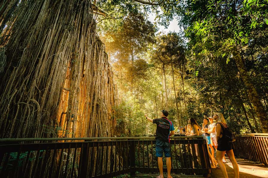 Cairns: Waterfall and Daintree Rainforest Tour - 2 Day Tours - Two very different days from Cairns