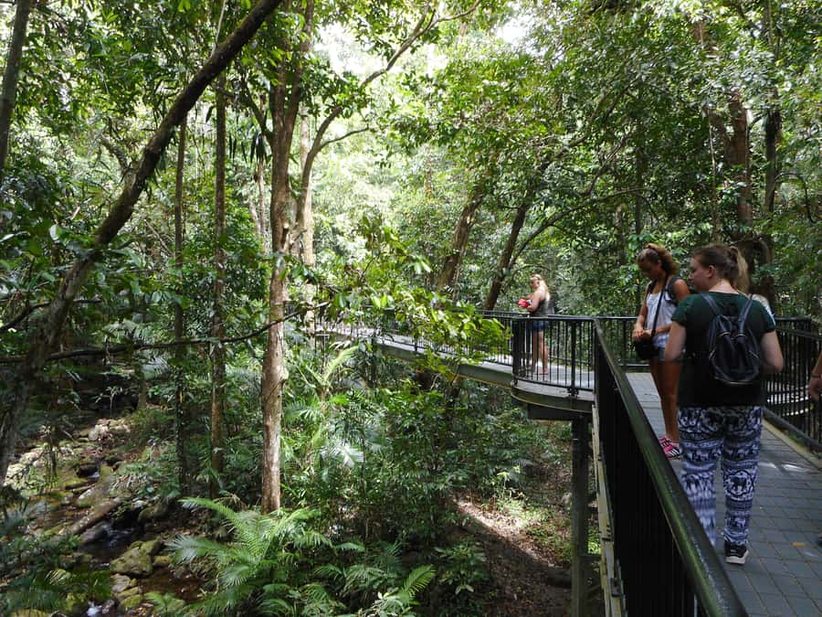 Cairns: Waterfall and Daintree Rainforest Tour - 2 Day Tours - Millaa Millaa Falls and the classic rainforest view
