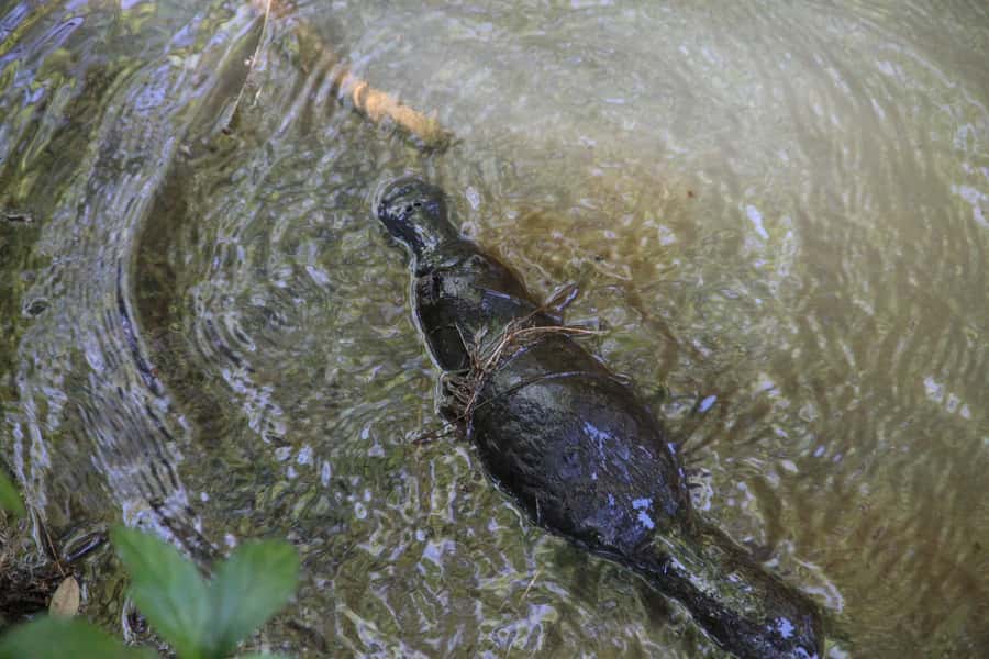 Cairns: Waterfall and Daintree Rainforest Tour - 2 Day Tours - Day two: the coastal road to Mossman Gorge