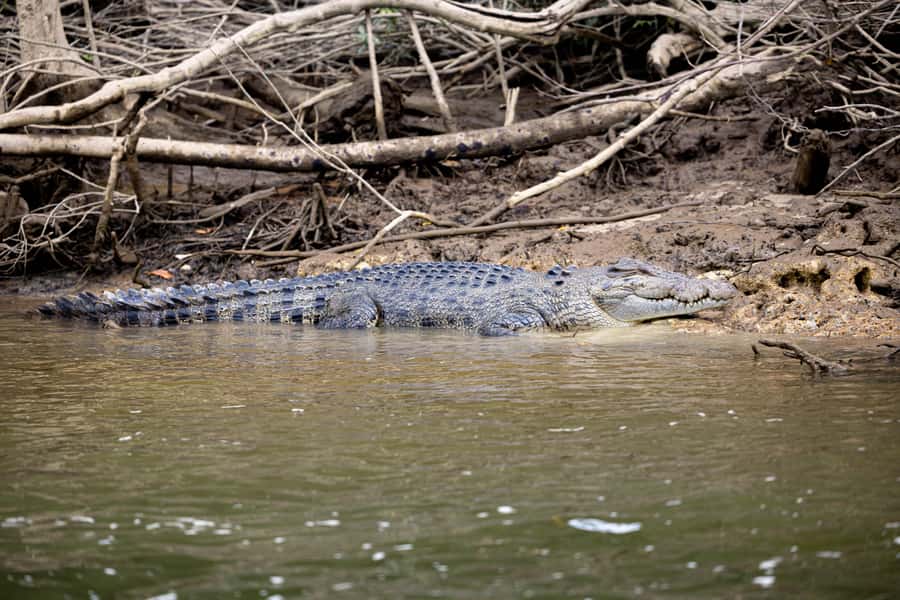 Cairns: Waterfall and Daintree Rainforest Tour - 2 Day Tours - Mossman Gorge and a Kuku Yalanji welcome