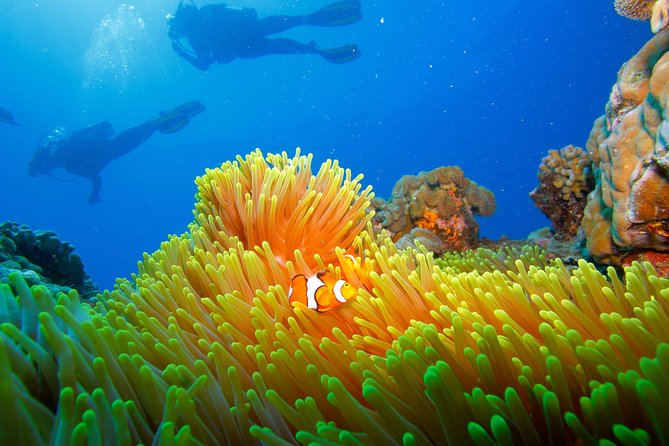 Calypso Outer Great Barrier Reef Cruise from Port Douglas - What the $227.37 price really covers