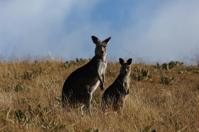 Canberra Day Trip from Sydney - Mount Ainslie Lookout and the city plan
