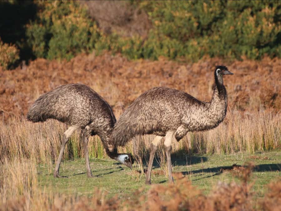 Canberra: Kangaroos and Koala Experience Tour - Weather, comfort and what to carry