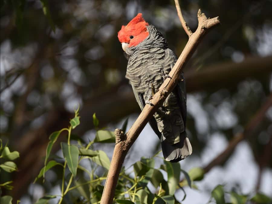 Canberra: Kangaroos and Koala Experience Tour - From Canberra hotels to the Tidbinbilla foothills
