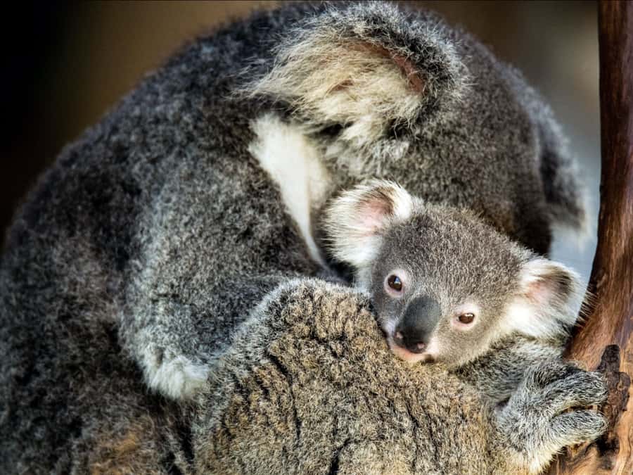 Canberra: Kangaroos and Koala Experience Tour - Koalas and the breeding enclosure