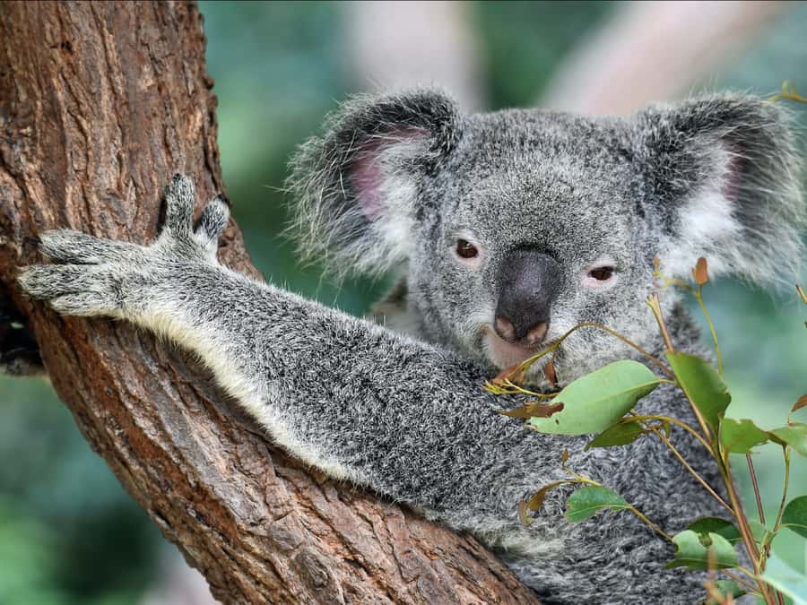 Canberra: Kangaroos and Koala Experience Tour - The Deep Space Tracking Station adds real context
