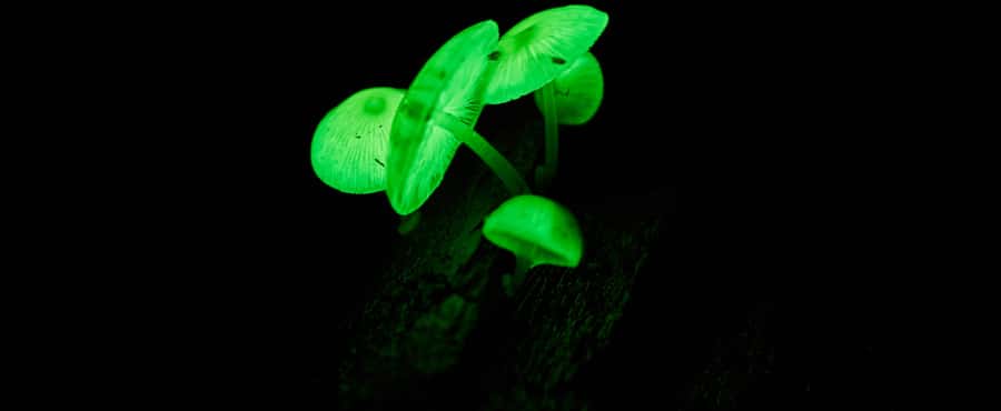 Cape Tribulation: Daintree Rainforest Night Walk Tour - Key points at a glance