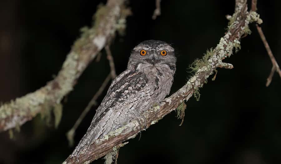 Cape Tribulation: Daintree Rainforest Night Walk Tour - The 80-minute torchlit walk