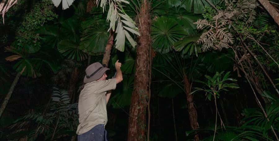 Cape Tribulation: Daintree Rainforest Night Walk Tour - The guides make a real difference