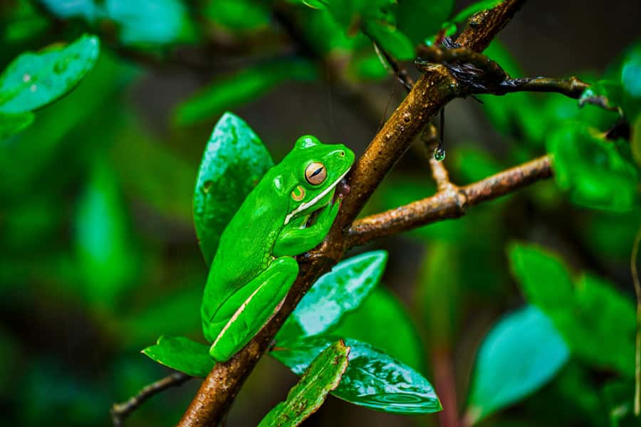 Cape Tribulation: Daintree Rainforest Night Walk Tour - What $38 buys you