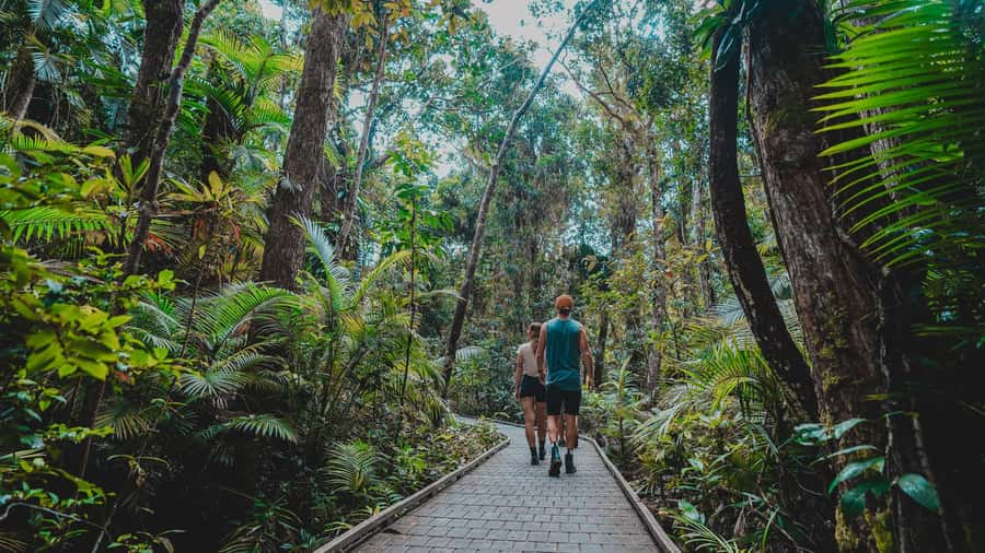 Cape Tribulation: Daintree Rainforest Night Walk Tour - Who should book this walk