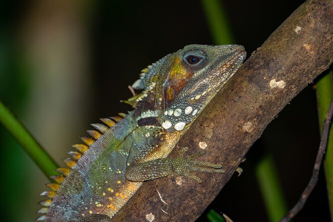 Cape Tribulation & Daintree Wilderness (TCT) - Guides make the difference on a long day