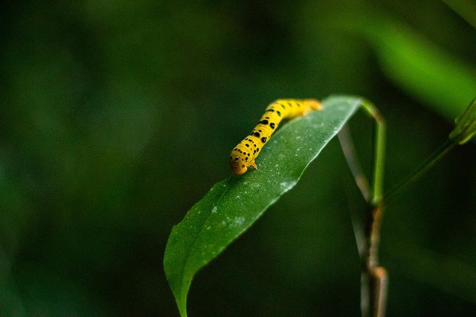 Cape Tribulation Day Tour - Key points to know before booking