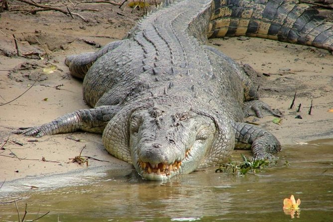 Cape Tribulation Day Tour from Cairns - The crocodile-spotting cruise
