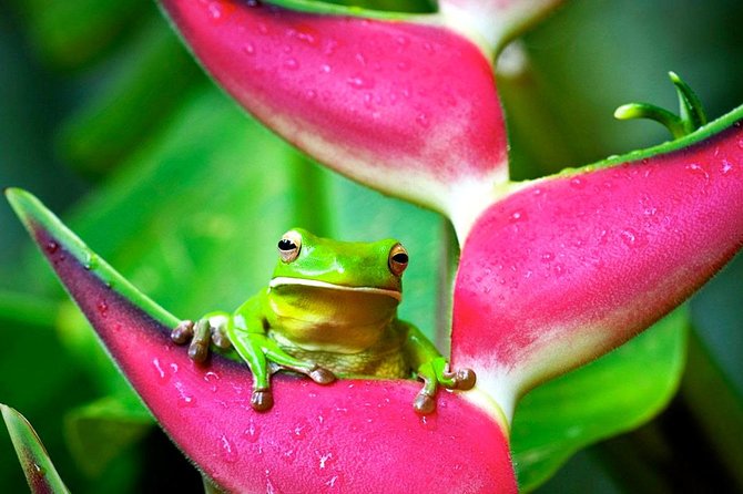 Cape Tribulation, Mossman Gorge and Daintree Rainforest Day Tour - Mossman Gorge: the strongest early stop