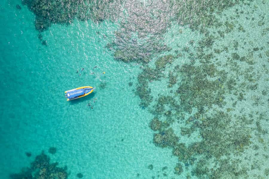 Cape Tribulation Ocean Safari - Great Barrier Reef Adventure - Key points to know before booking