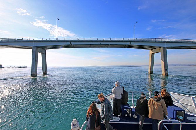 Cape Woolamai Sightseeing Cruise from San Remo - Key points to know before boarding
