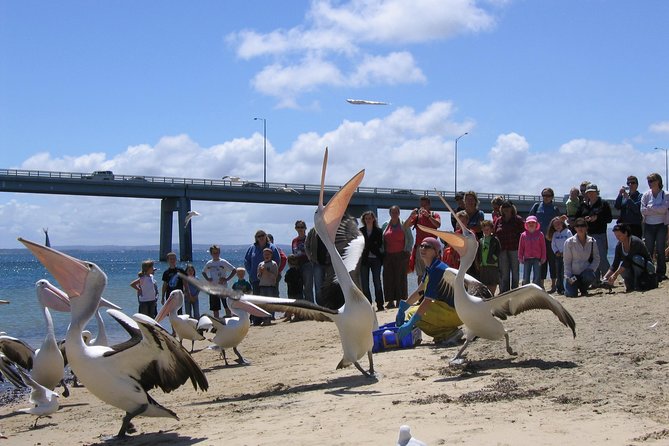 Cape Woolamai Sightseeing Cruise from San Remo - Wildlife watching works best with modest expectations