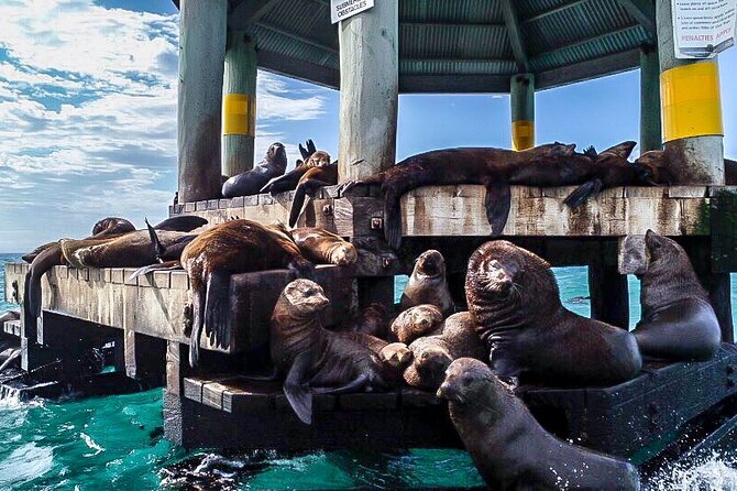 Cape Woolamai Sightseeing Cruise from San Remo - Tea, cake, and child-friendly touches keep it easy