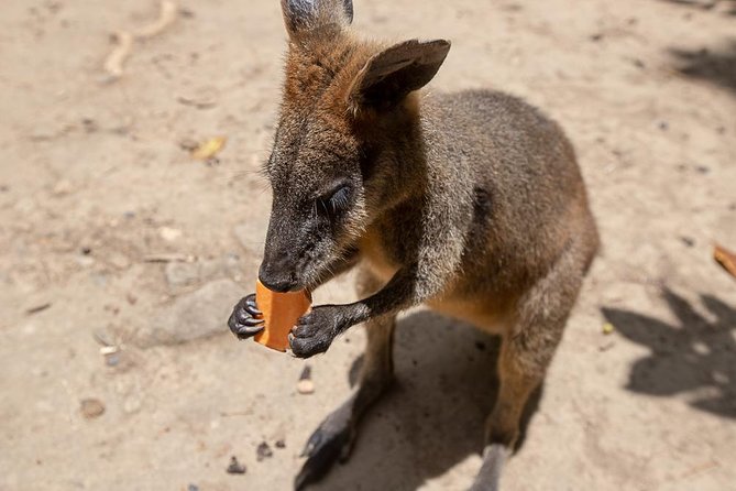 Chillagoe Caves and Outback Day Trip from Cairns - The early start and the road inland