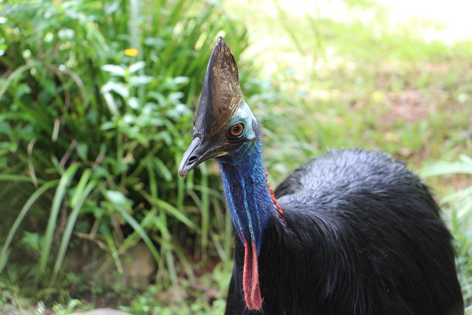 Classic Kuranda by Skyrail and Scenic Railway, Rainforestation & lunch. CKB - Transport, guides, and the pace of the day