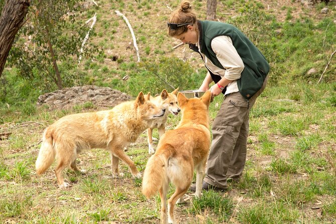 Cleland Wildlife Park Experience - from Adelaide including Mt Lofty Summit - Why this half-day trip works so well from Adelaide